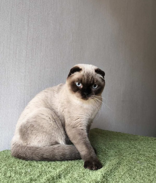 Vegas Scottish Fold