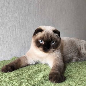 Vegas Scottish Fold
