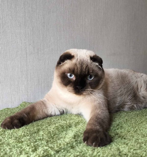 Vegas Scottish Fold