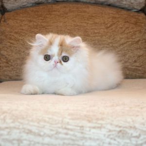 Isis Persian