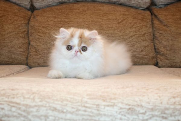 Isis Persian