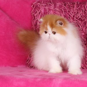 Mia Persian