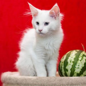Imandg Maine Coon