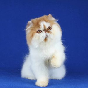 Sunny Persian