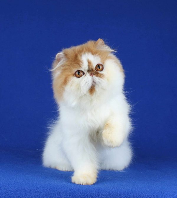 Sunny Persian