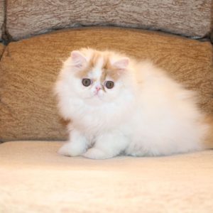 Isis Persian