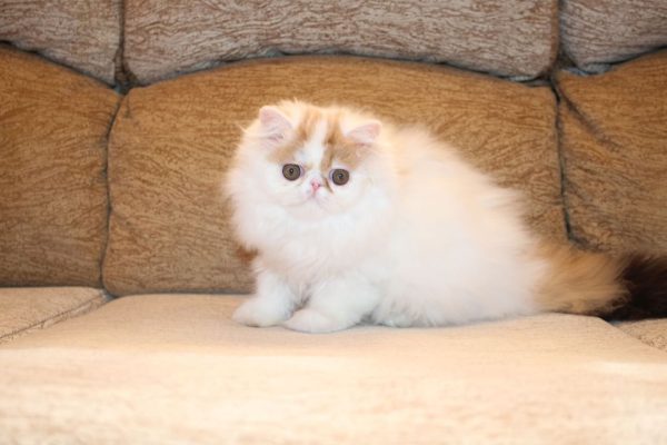 Isis Persian