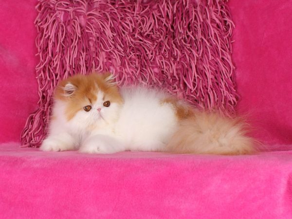 Mia Persian