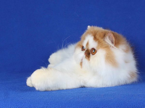 Sunny Persian