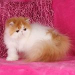 Isis Persian