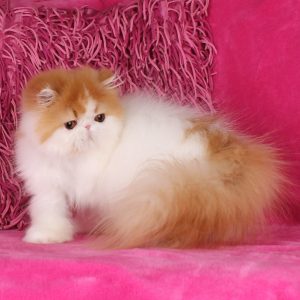 Mia Persian
