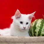 Kendall Maine Coon