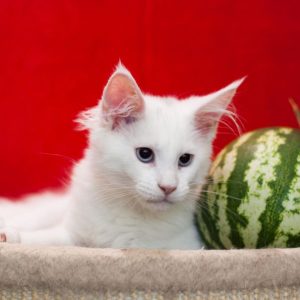 Imandg Maine Coon
