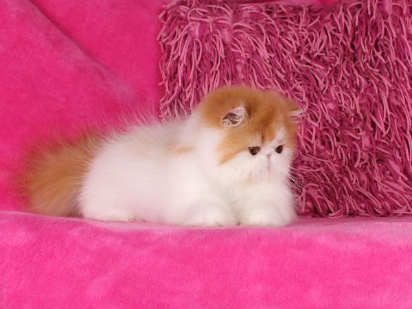 Mia Persian