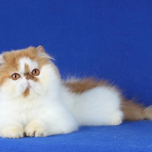 Sunny Persian