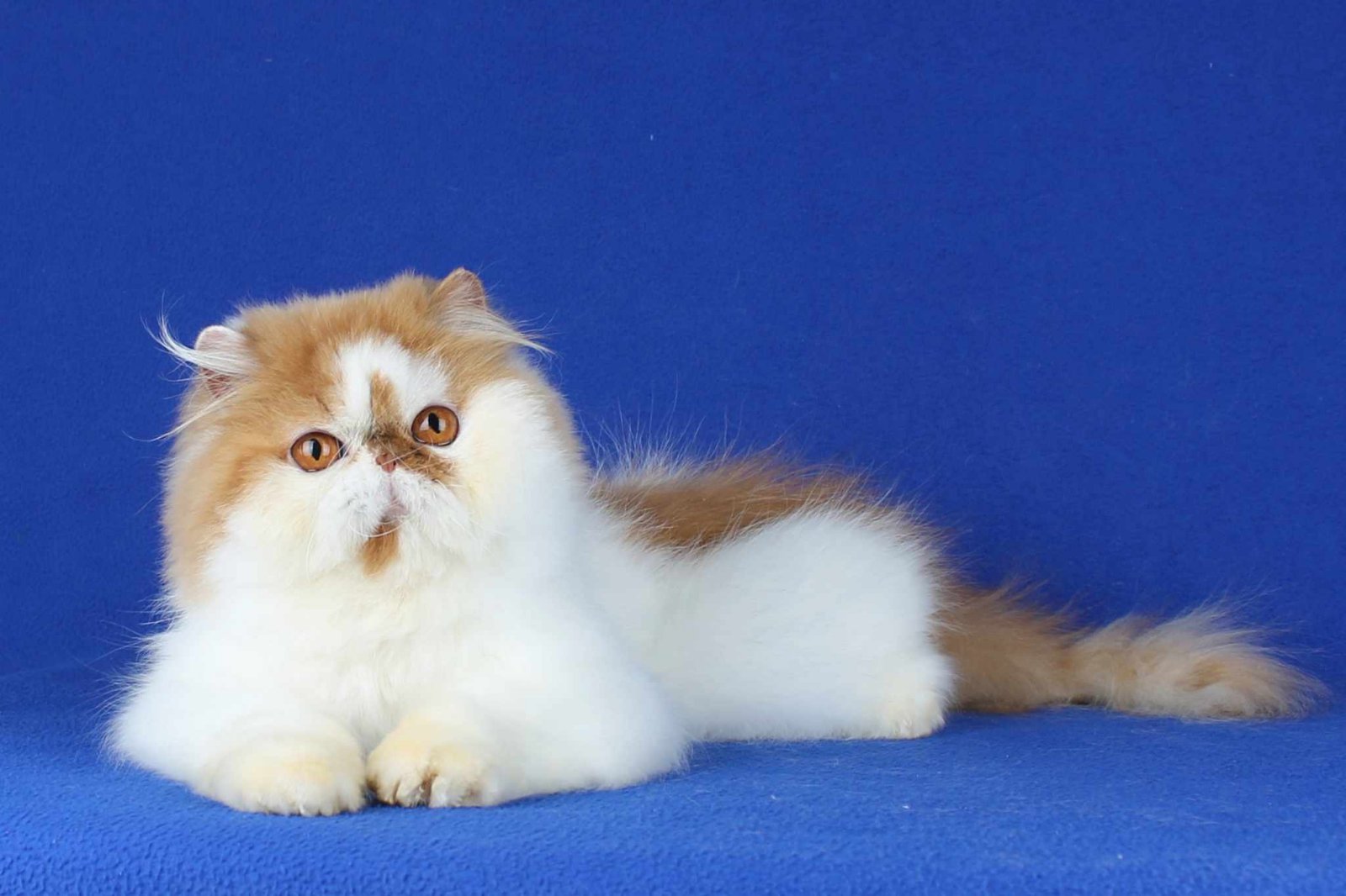 Sunny Persian