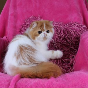 Zabava Persian