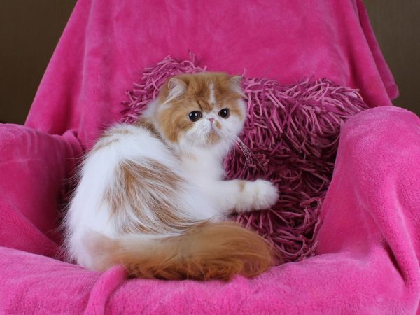 Zabava Persian