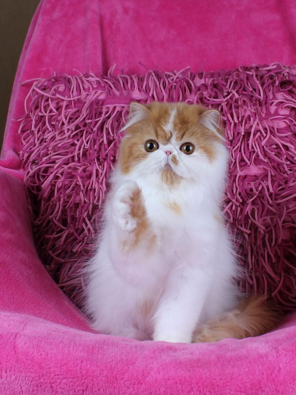 Zabava Persian
