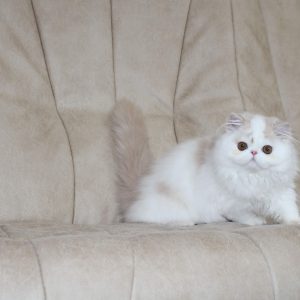 Floyd Persian