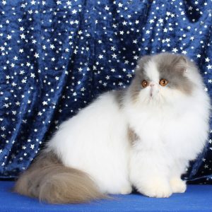 Kontik Exotic Shorthair