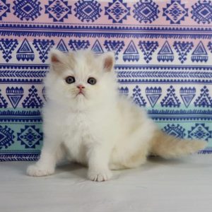 Vermouth Selkirk Rex - CITES ✔