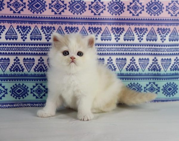 Vermouth Selkirk Rex - CITES ✔