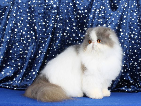 Kontik Exotic Shorthair