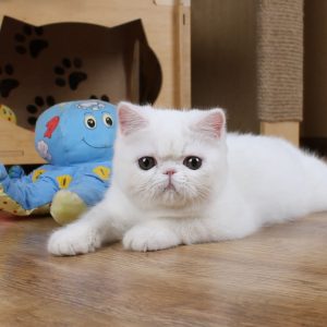 Zefir Exotic Shorthair