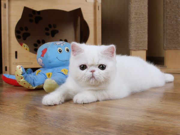 Zefir Exotic Shorthair