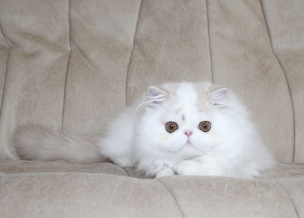Floyd Persian