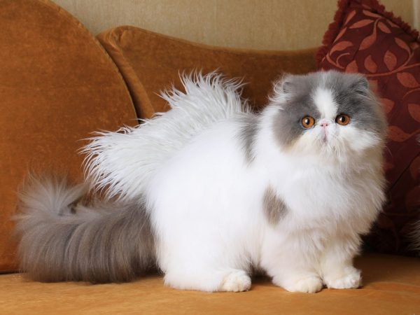 Kontik Exotic Shorthair