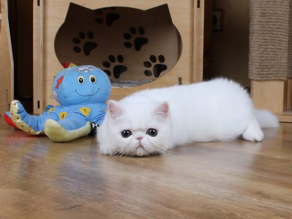 Zefir Exotic Shorthair