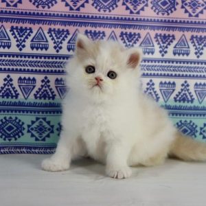 Vermouth Selkirk Rex - CITES ✔