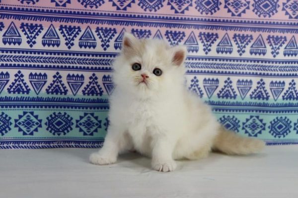 Vermouth Selkirk Rex - CITES ✔