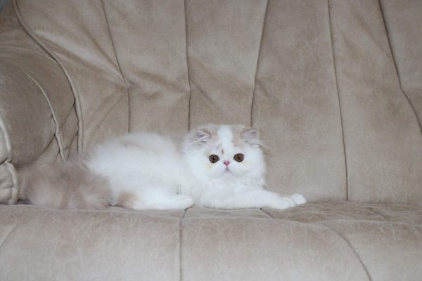 Floyd Persian
