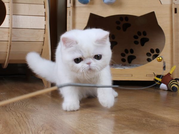 Zefir Exotic Shorthair