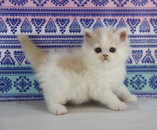 Vermouth Selkirk Rex - CITES ✔