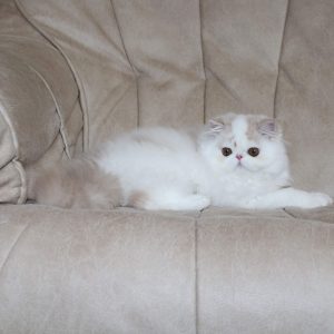 Floyd Persian