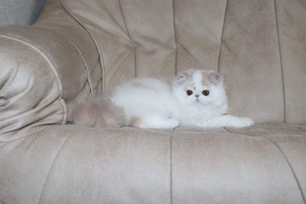 Floyd Persian