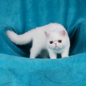 Zefir Exotic Shorthair