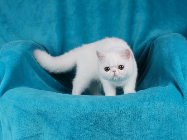 Zefir Exotic Shorthair