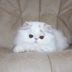 Feniks Persian
