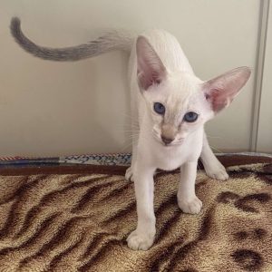 Sweet Oriental