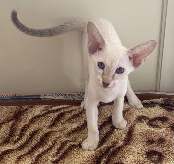 Sweet Oriental