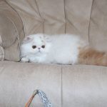Isis Persian