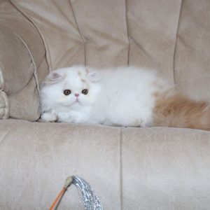 Feniks Persian