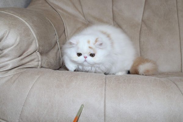 Feniks Persian