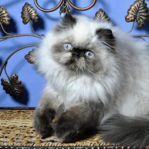 Lilu Persian