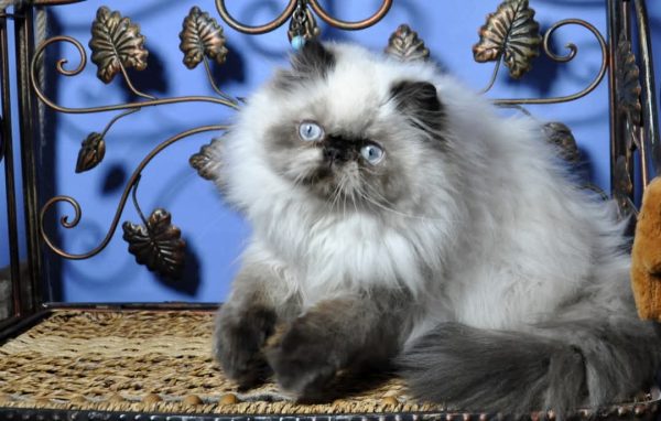 Lilu Persian
